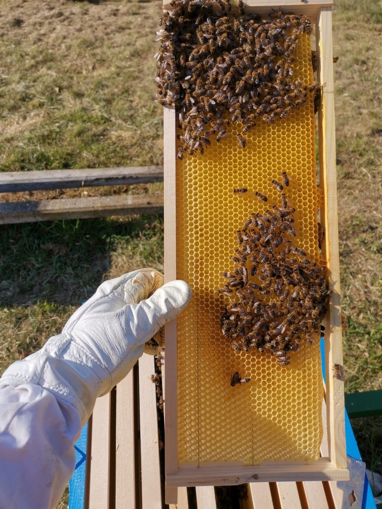 Pčelarenje Farrar košnicom